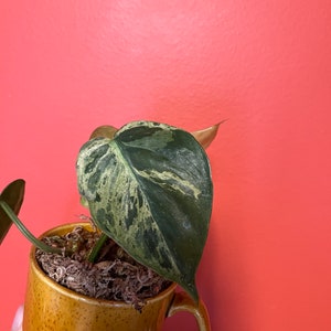 PHILODENDRON HEDERACEUM VARIEGATED