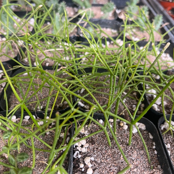 Rhipsalis mistletoe cactus 2.5” pot