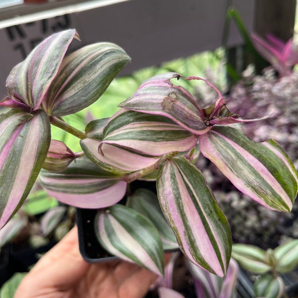 Tradescantia danny lee - 2.5" pot