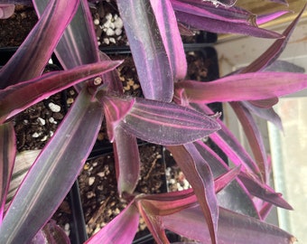 Tradescantia pallida pink stripes 2.5” pot