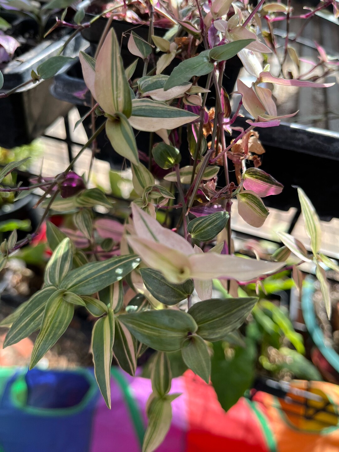 Variegated Bridal Veil Cuttings Tradescantia Etsy