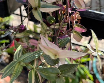 Variegated bridal veil cuttings tradescantia