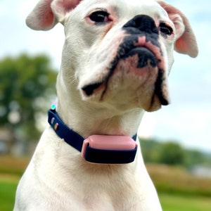 Puede incluir: Un perro b&oacute;xer blanco lleva un collar azul oscuro con un dispositivo electr&oacute;nico rosa, liso y rectangular, sujeto en la parte delantera. El collar presenta peque&ntilde;os remaches met&aacute;licos iridiscentes en el lateral, ajust&aacute;ndose al cuello.
