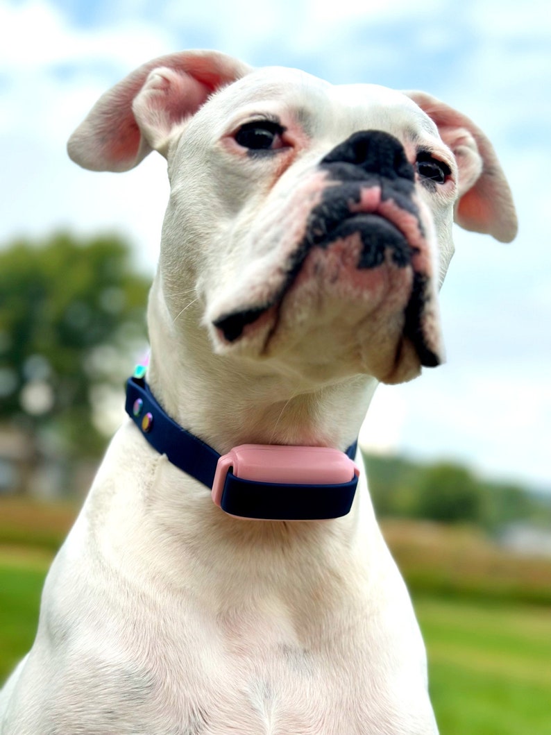Puede incluir: Un perro b&oacute;xer blanco lleva un collar azul oscuro con un dispositivo electr&oacute;nico rosa, liso y rectangular, sujeto en la parte delantera. El collar presenta peque&ntilde;os remaches met&aacute;licos iridiscentes en el lateral, ajust&aacute;ndose al cuello.