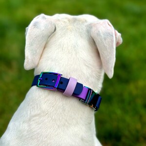Puede incluir: Un collar para perro con una correa azul oscuro, una trabilla de color violeta claro y una hebilla junto con herrajes de metal iridiscente con tonos de arco&iacute;ris. El collar se ajusta al cuello de un perro de pelaje blanco brillante.