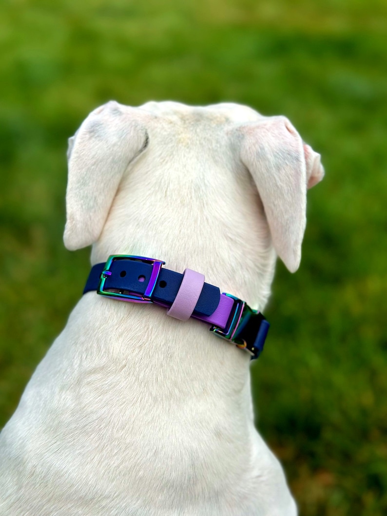 Puede incluir: Un collar para perro con una correa azul oscuro, una trabilla de color violeta claro y una hebilla junto con herrajes de metal iridiscente con tonos de arco&iacute;ris. El collar se ajusta al cuello de un perro de pelaje blanco brillante.
