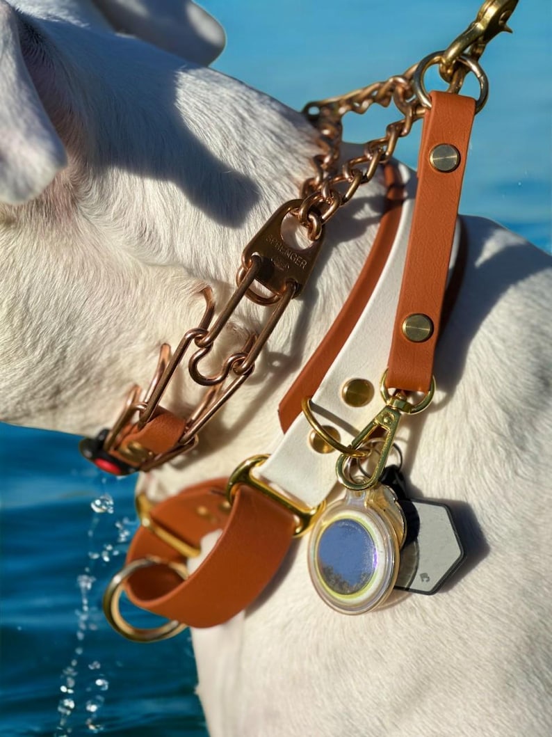 May include: A white and brown leather dog collar with a gold chain leash and a gold tag attached. The collar has a white leather strap with a brown leather strap on top. The leash is a gold chain with a gold clasp. The tag is a round gold tag with a blue and white design.