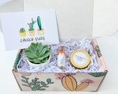 Cancer Succs - Succulent Gift Box - Cancer Sucks - Cheer Up Care Package - Sunshine Gift Box - Surgery Gift - Hospital Gift - Sympathy