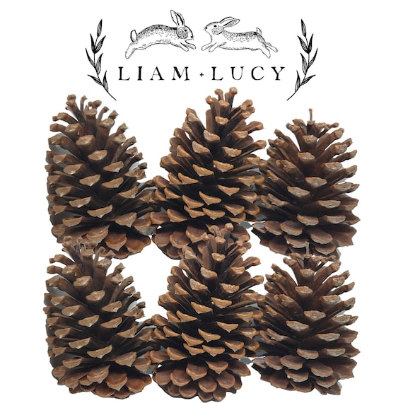 6 Natural JUMBO Baked Pine Cones for Bunny Rabbits Etsy