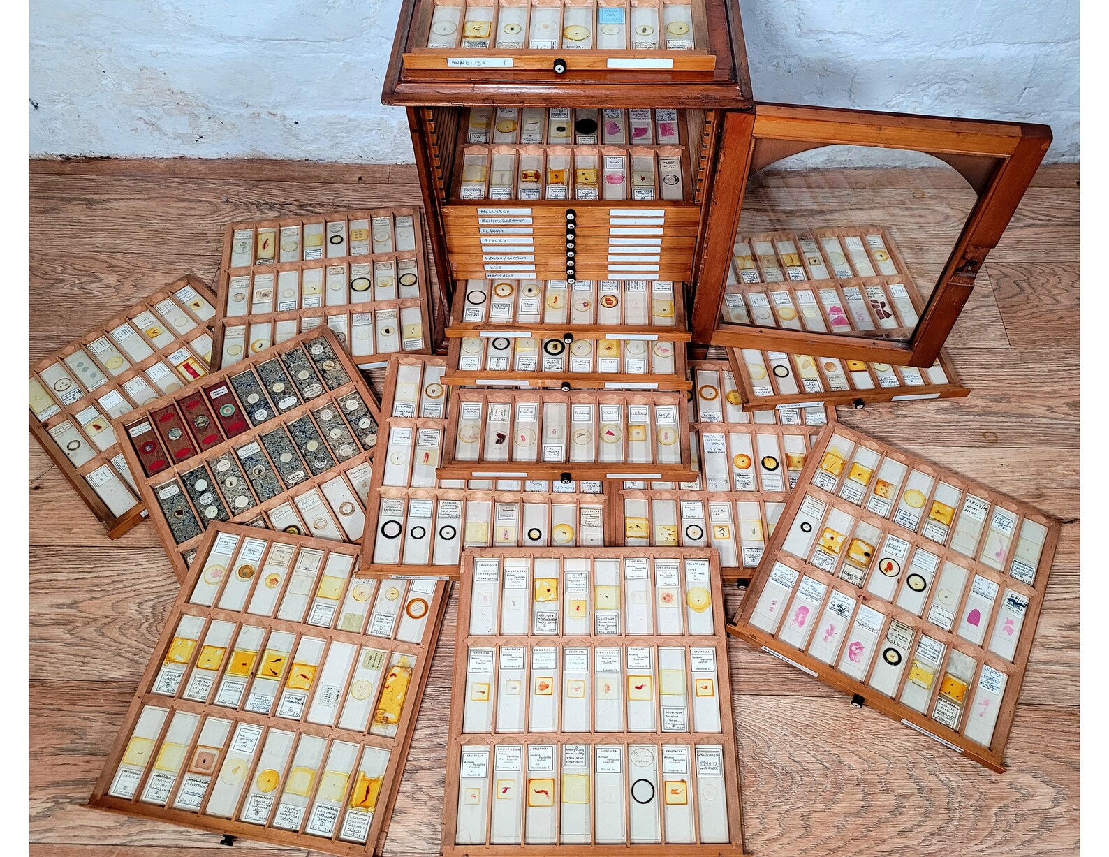 Extensive Antique and Vintage Microscope Slide Collection / Over 500