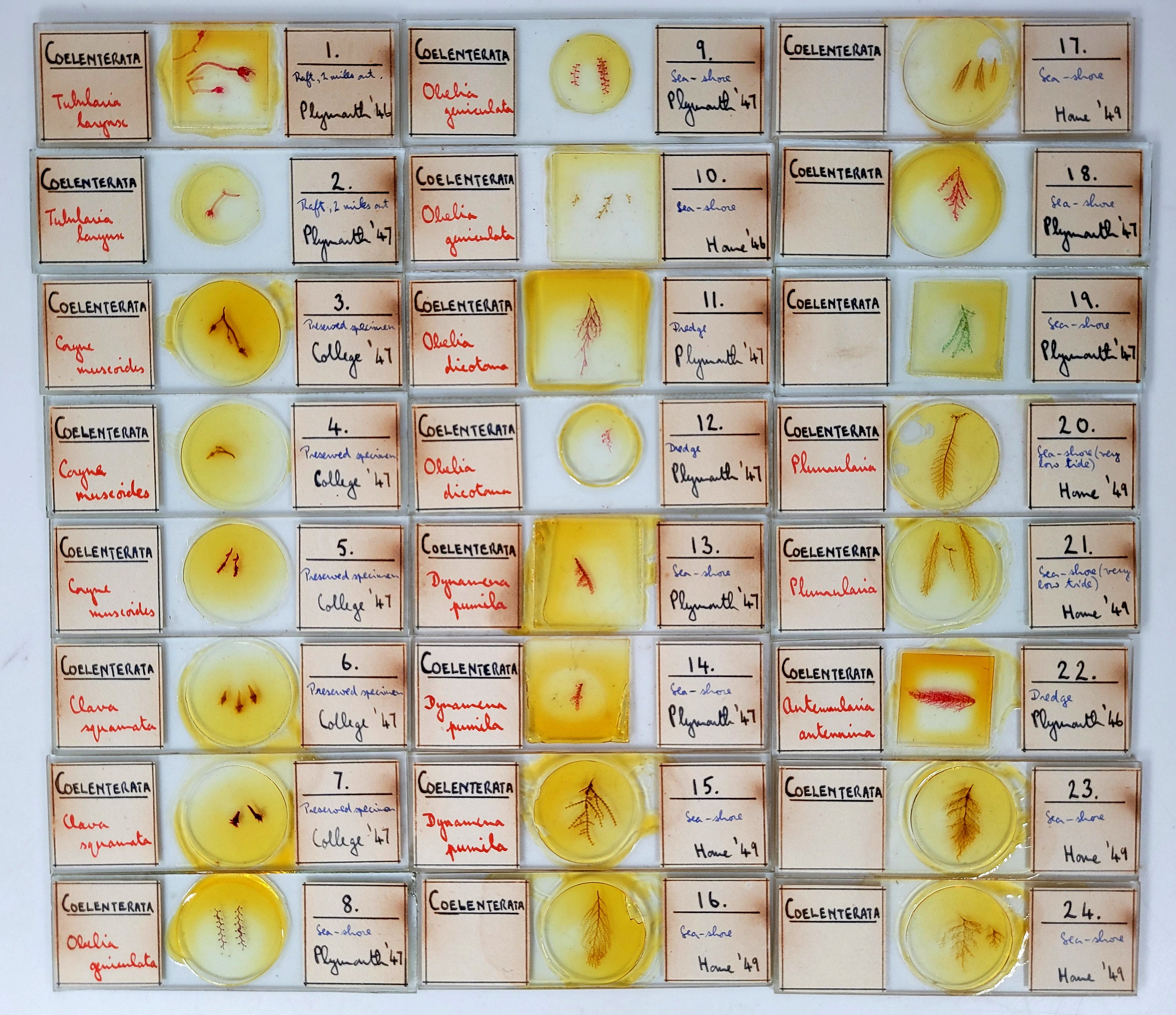 50 Vintage Microscope Slides / Microscope Slides in Box / Microscope