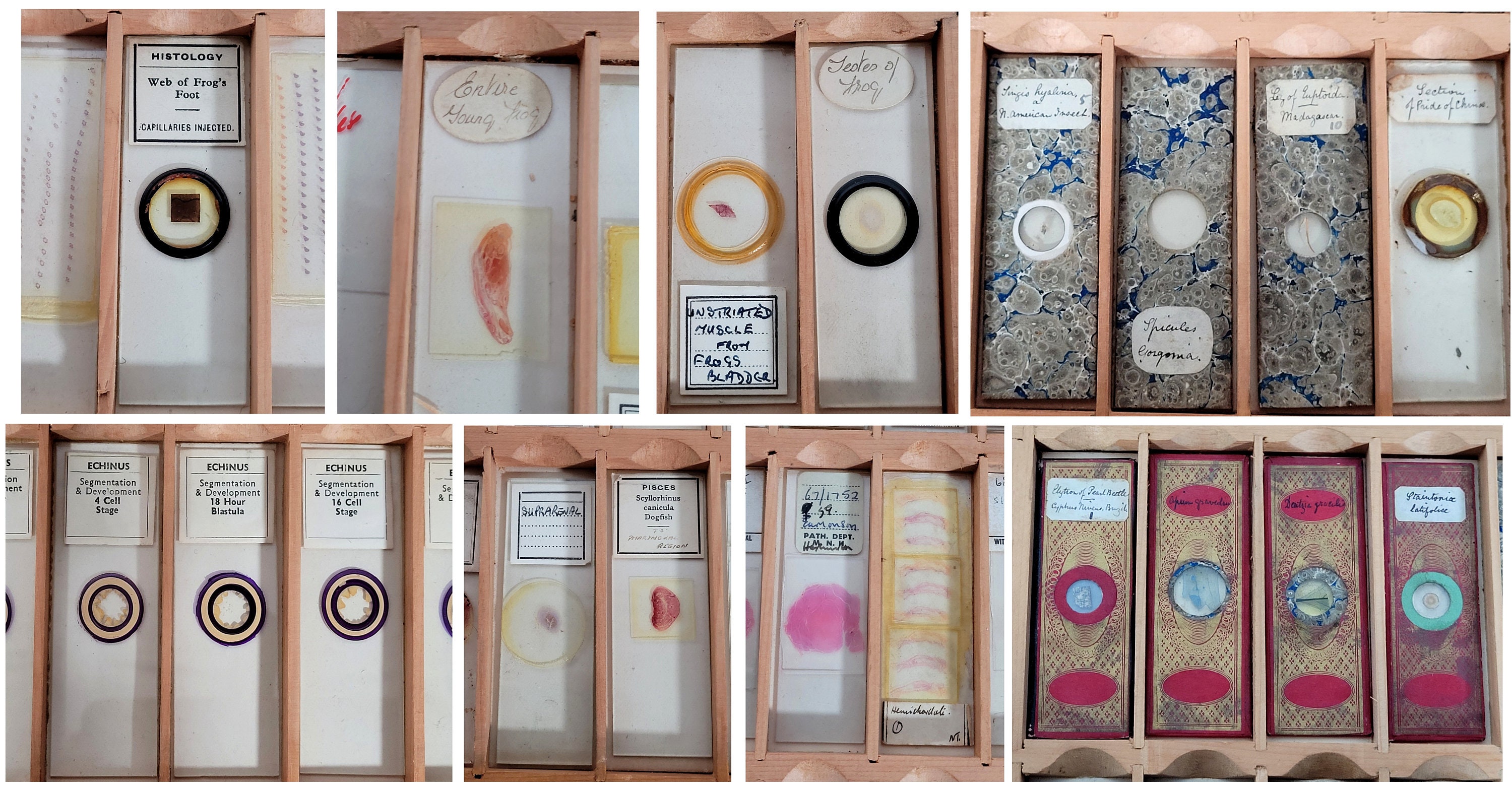 Extensive Antique and Vintage Microscope Slide Collection / Over 500