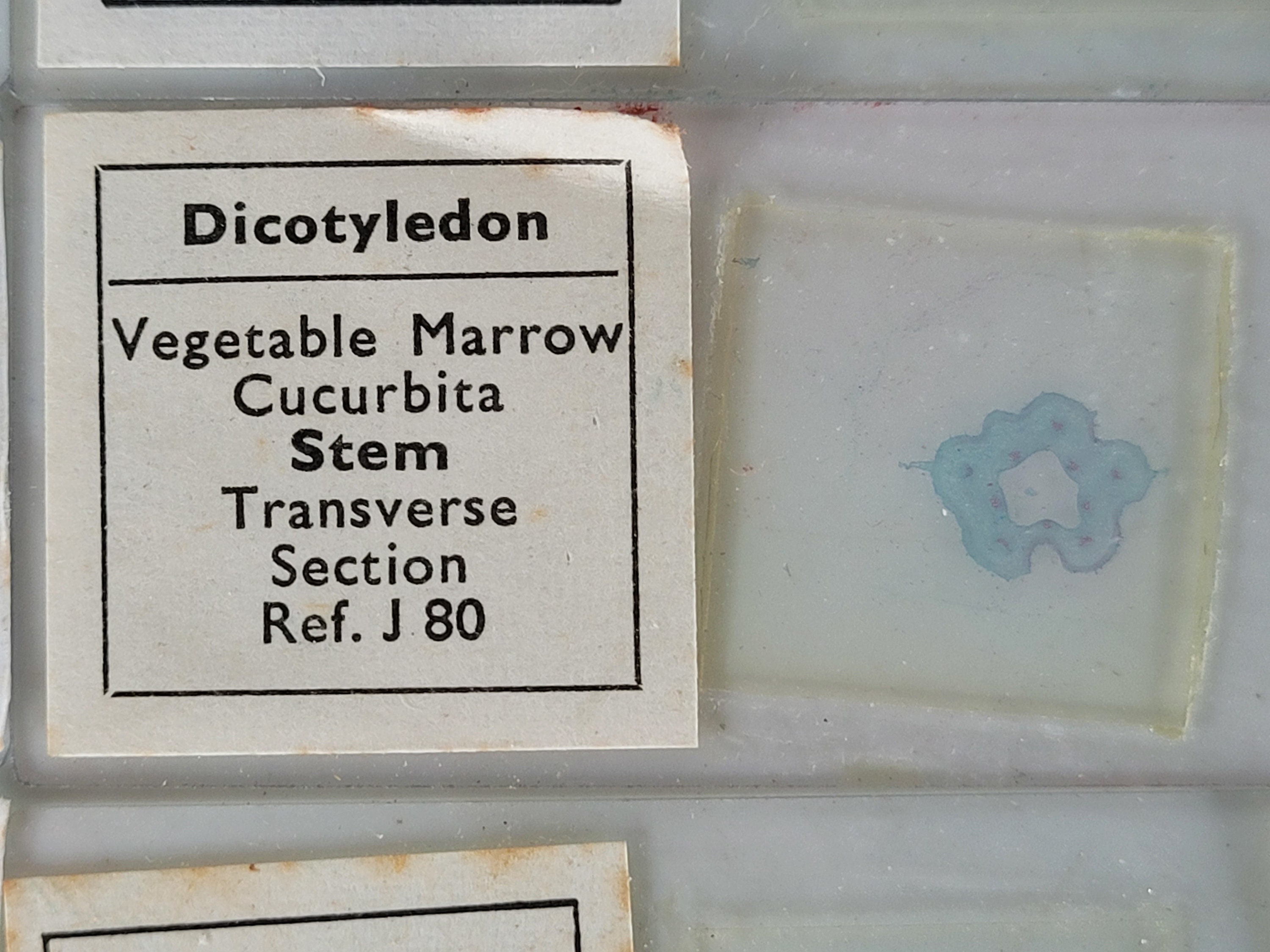 12 Vintage Microscope Slides / Microscope Slides in Box / Etsy