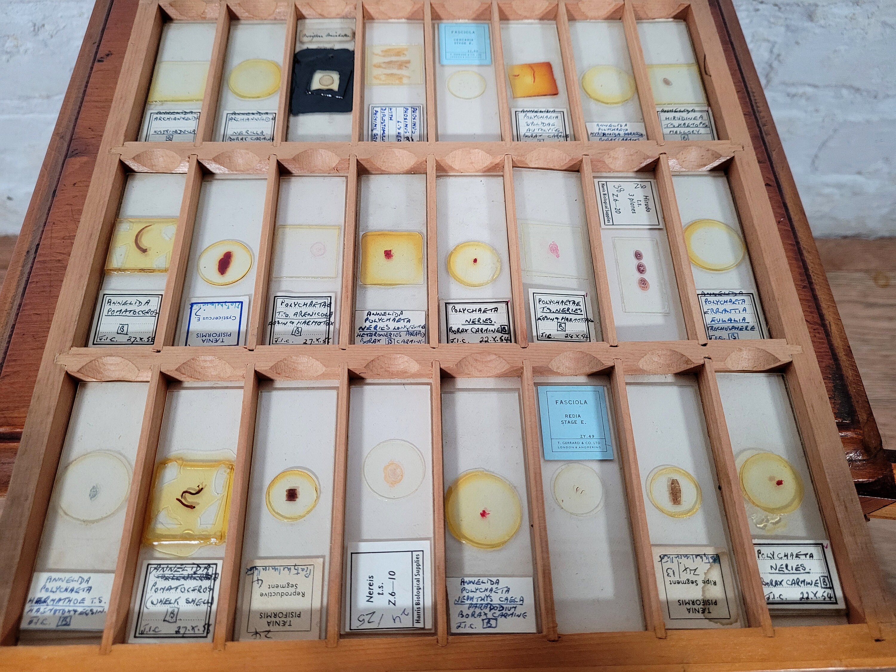Extensive Antique and Vintage Microscope Slide Collection / Over 500