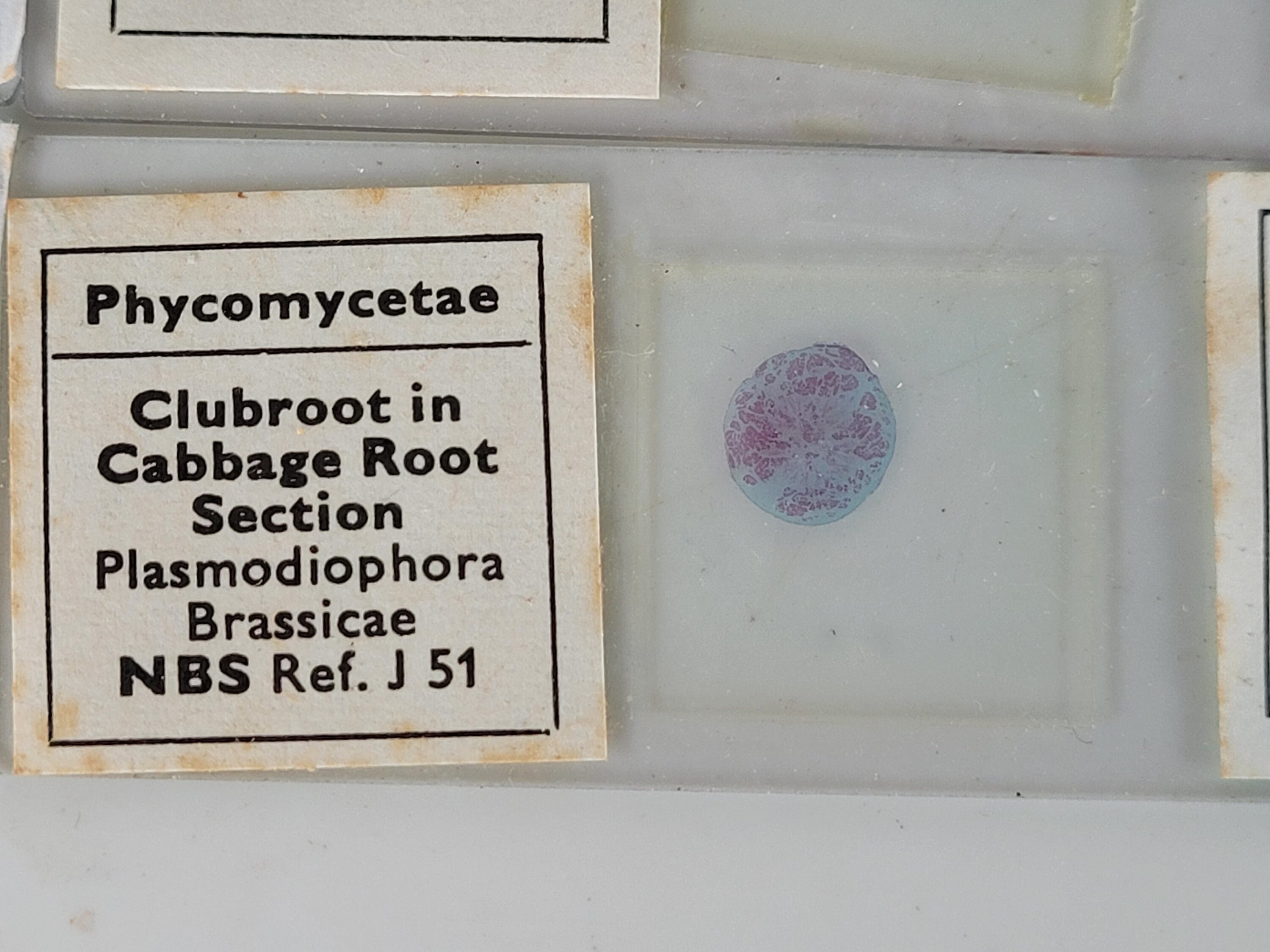 12 Vintage Microscope Slides / Microscope Slides in Box / Etsy