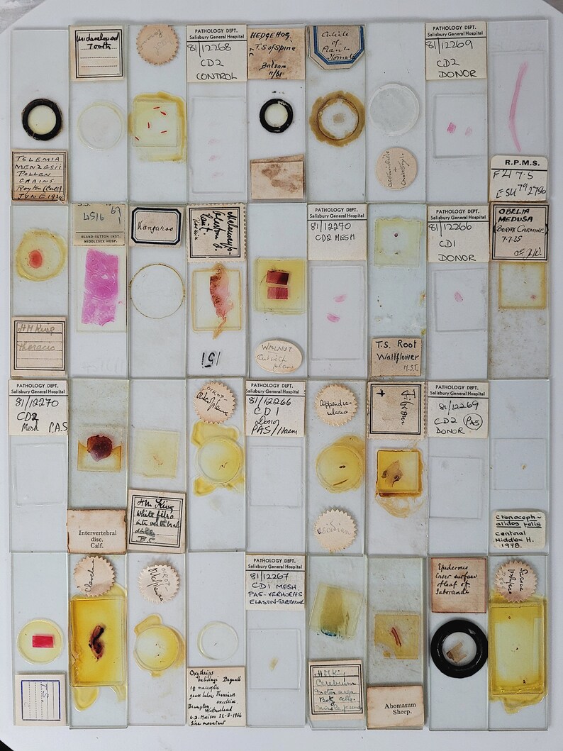 100 Antique and Vintage Microscope Slides / Microscope Slides Etsy UK