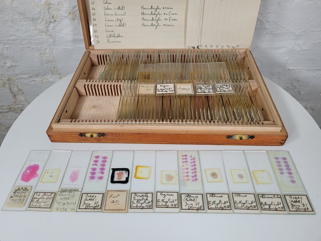 100 Vintage Microscope Slides / Microscope Slides in Box / Microscope