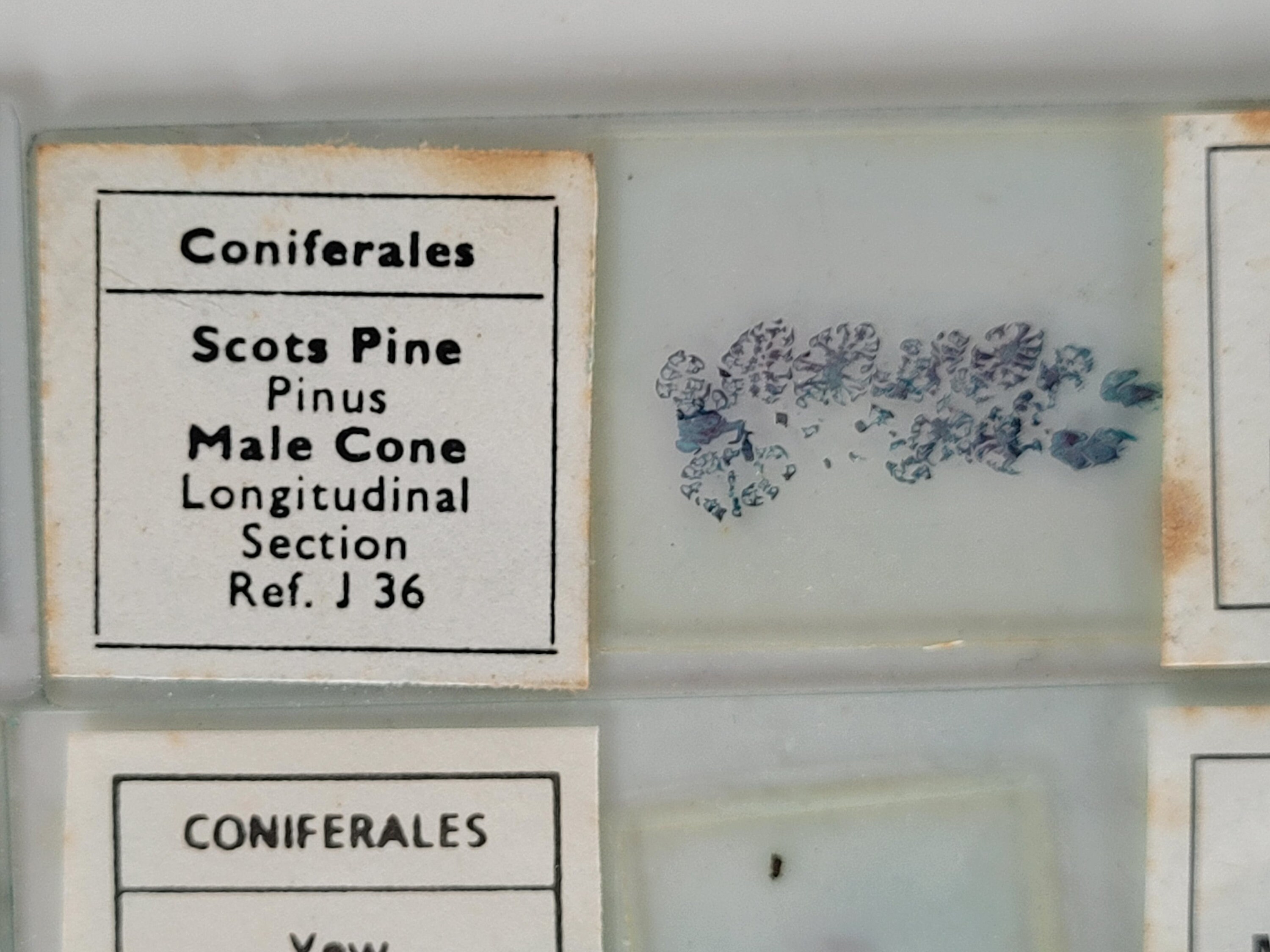 12 Vintage Microscope Slides / Microscope Slides in Box / Etsy