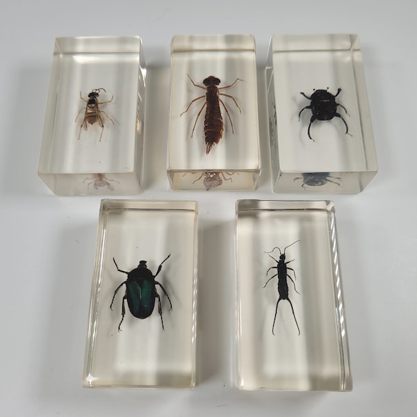 Colección de insectos vintage de cinco piezas / Colección de entomología en resina / Pisapapeles vintage