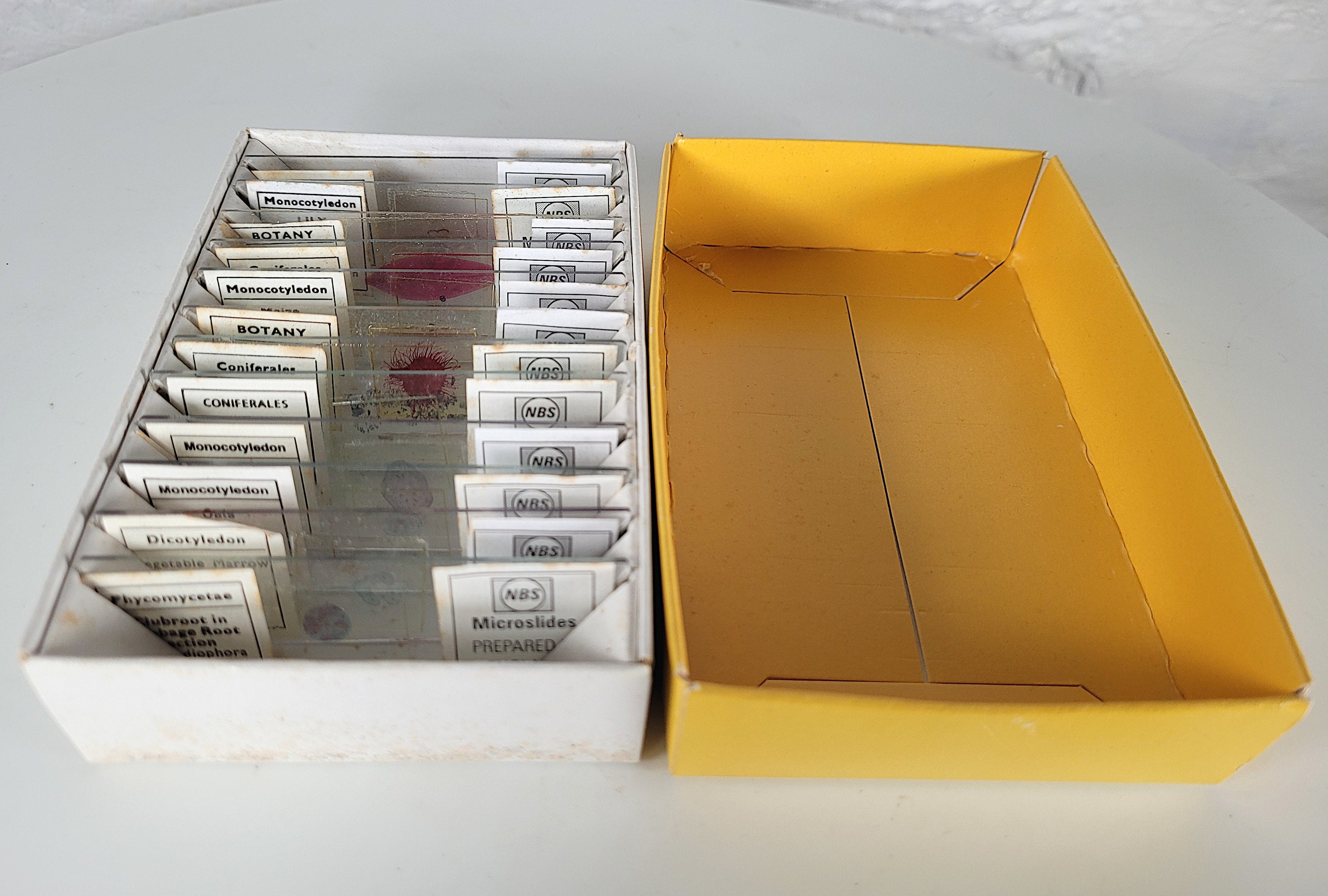 12 Vintage Microscope Slides / Microscope Slides in Box / Etsy