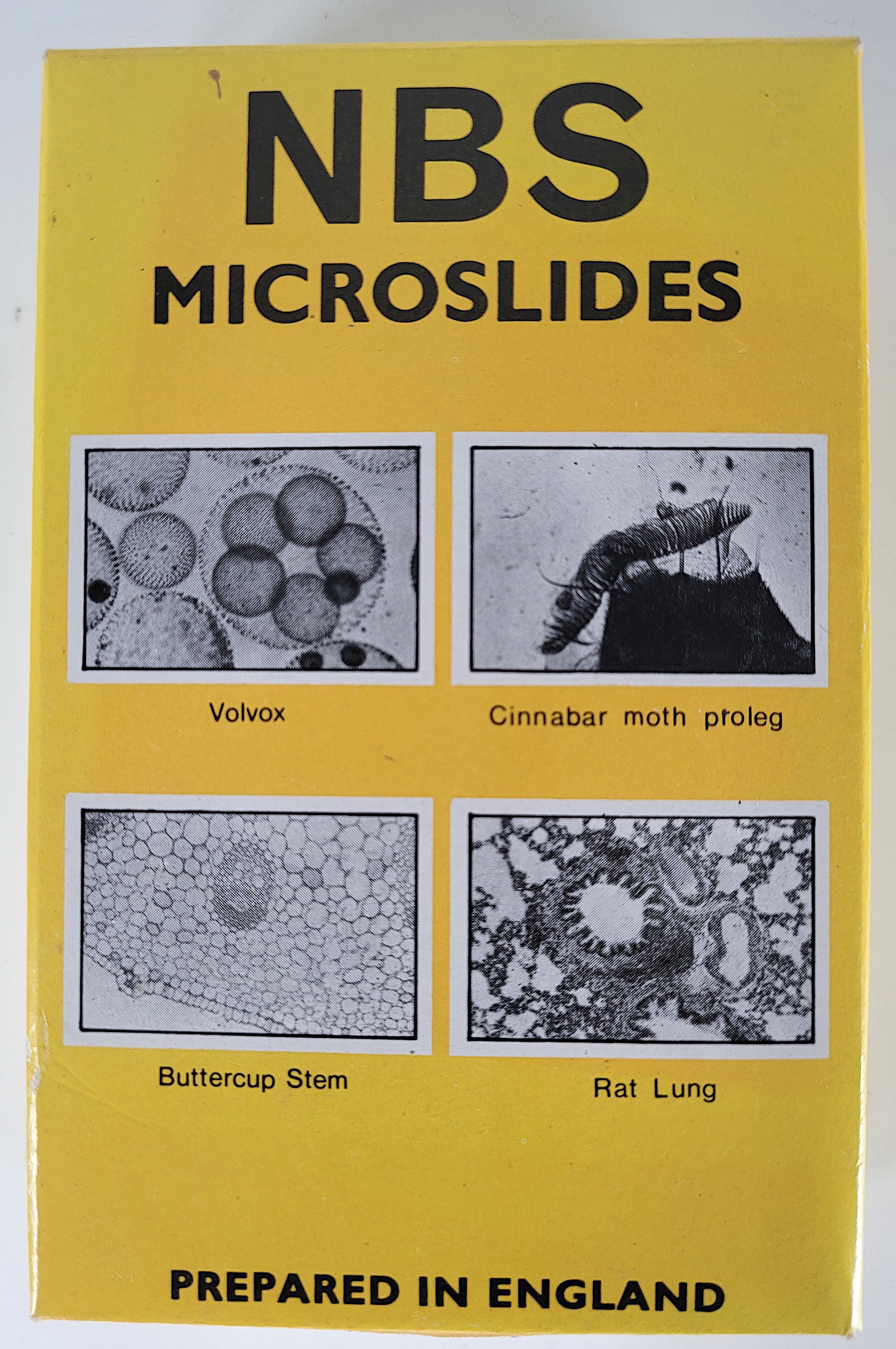 12 Vintage Microscope Slides / Microscope Slides in Box / Etsy