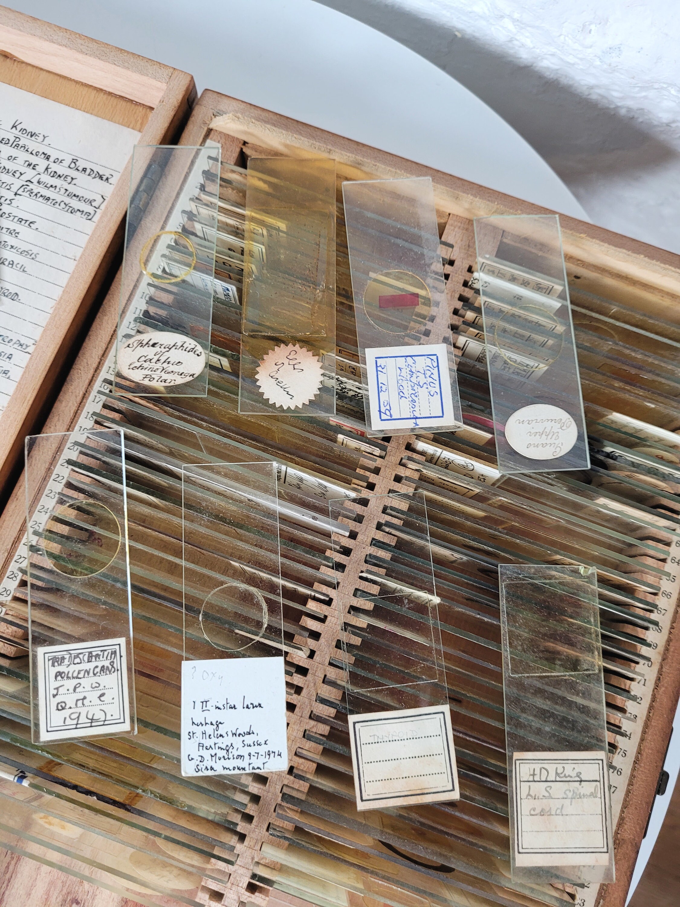 100 Antique and Vintage Microscope Slides / Microscope Slides Etsy