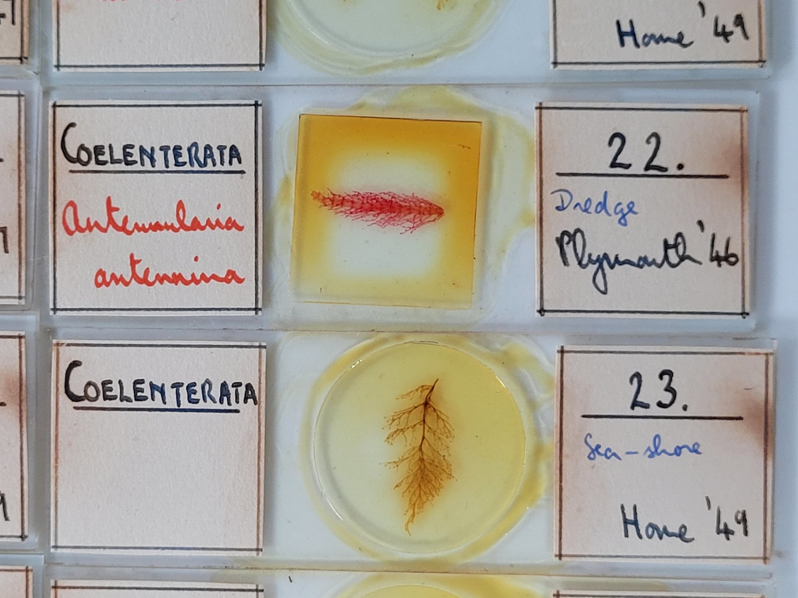 50 Vintage Microscope Slides / Microscope Slides in Box / Etsy