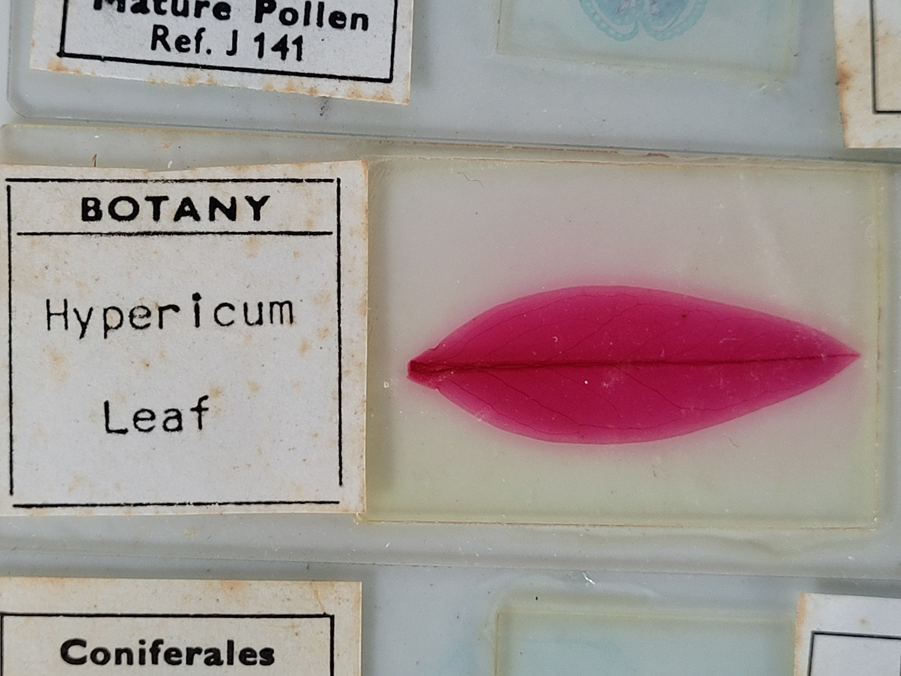 12 Vintage Microscope Slides / Microscope Slides in Box / Etsy