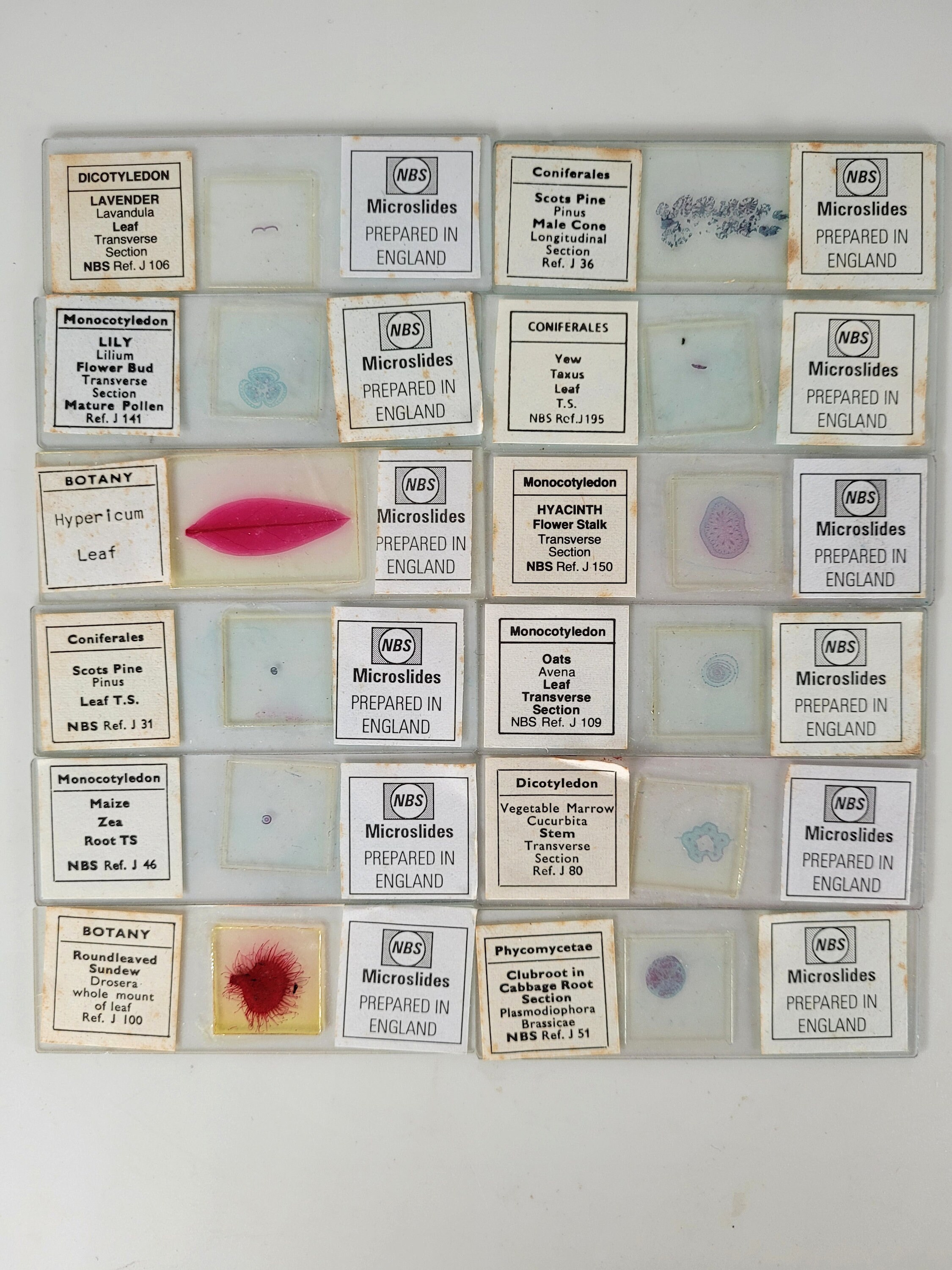 12 Vintage Microscope Slides / Microscope Slides in Box / Etsy