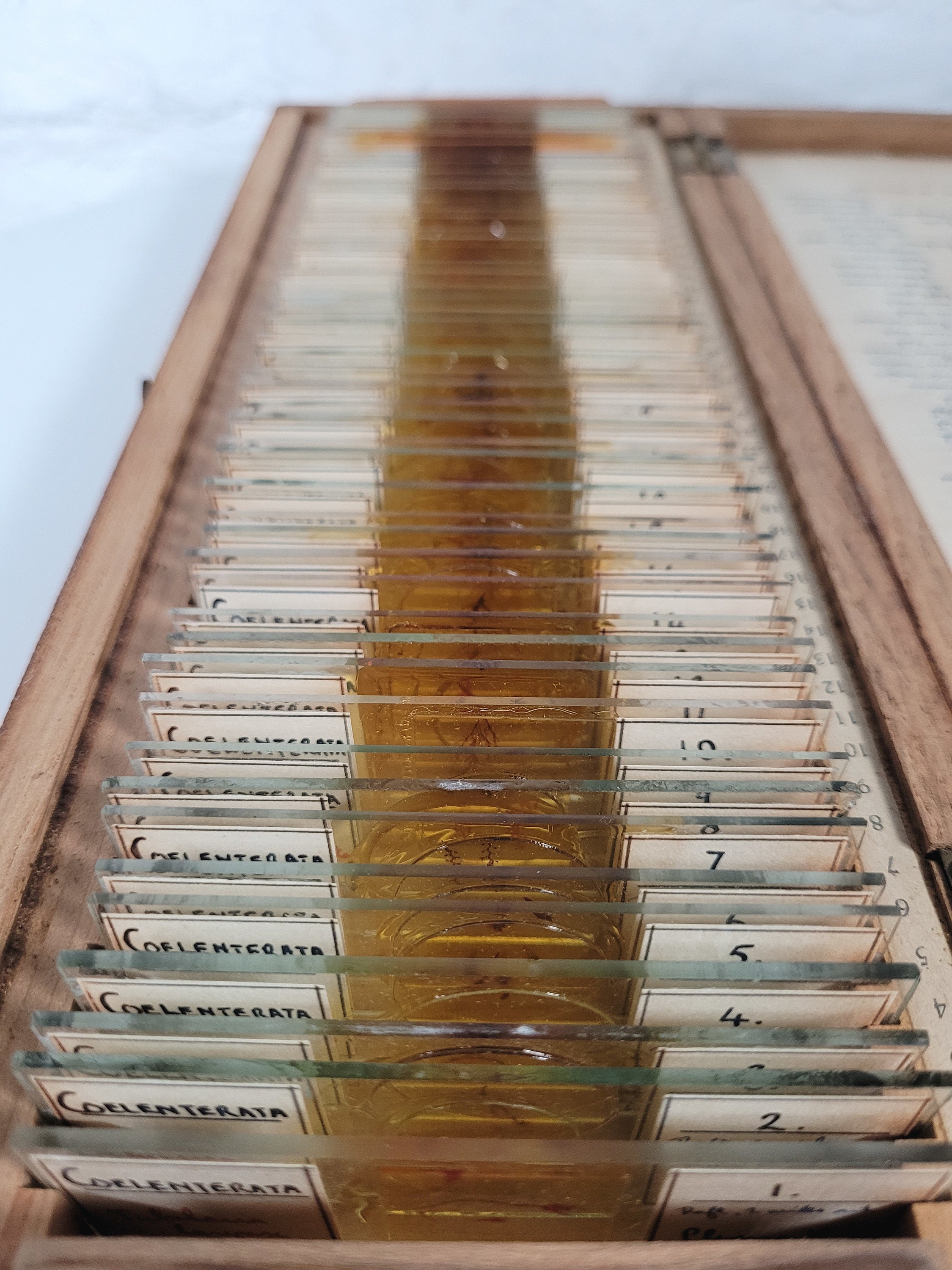 50 Vintage Microscope Slides / Microscope Slides in Box / Etsy