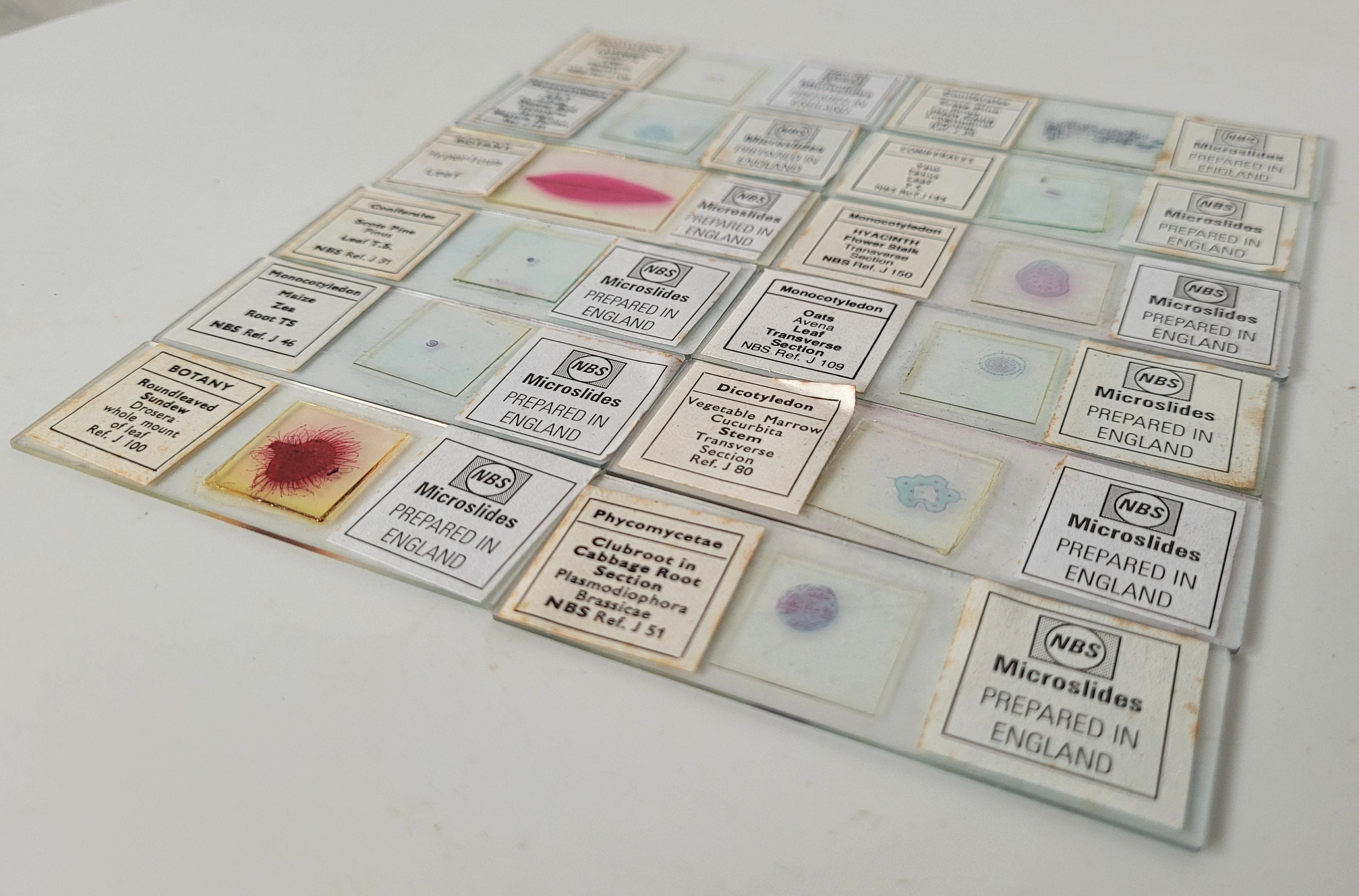 12 Vintage Microscope Slides / Microscope Slides in Box / Etsy