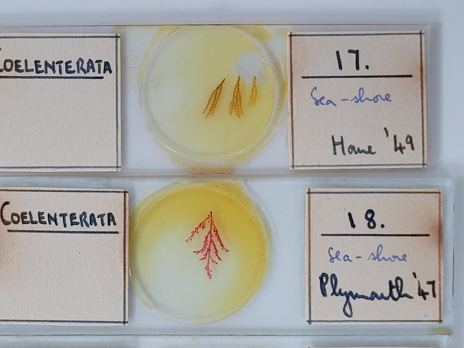 50 Vintage Microscope Slides / Microscope Slides in Box / Etsy