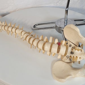 Kleines Vintage Anatomisches Modell einer Menschlichen Wirbelsäule