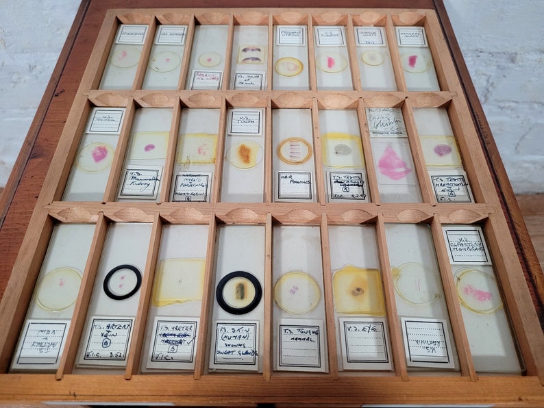 Extensive Antique and Vintage Microscope Slide Collection / Over 500