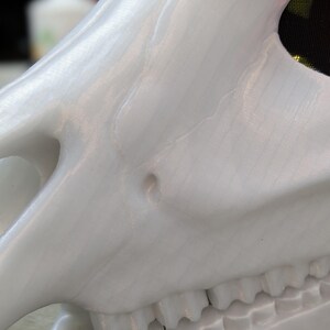 May include: White plastic skull mask with a detailed jaw and teeth. The mask is made of a smooth, glossy material.