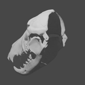 May include: A white 3D printed model of an animal skull. The skull is detailed and realistic, with visible teeth and bone structure.