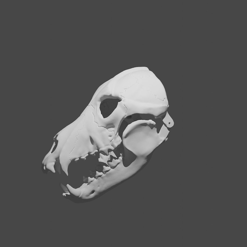 May include: A white 3D printed model of a dog skull. The skull is tilted to the side, showing the teeth and jaw.