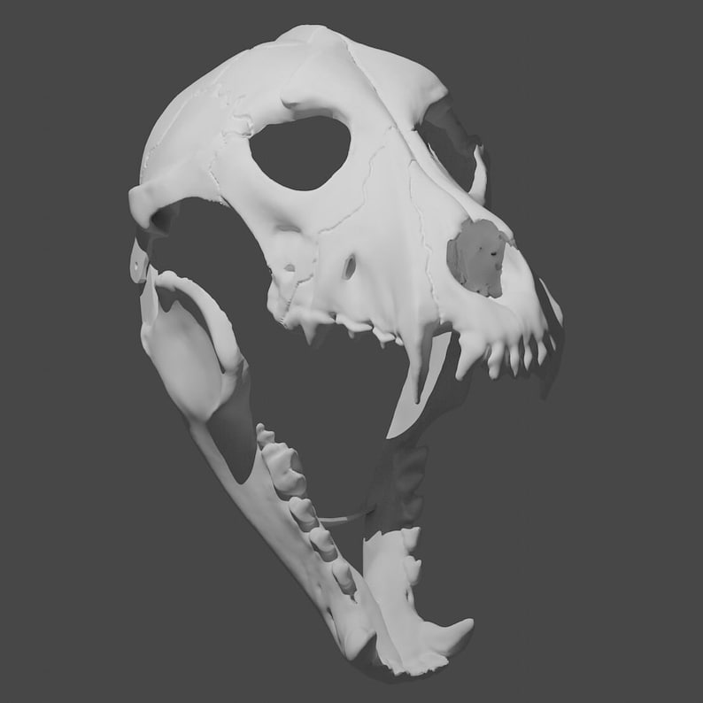May include: A white, detailed, anatomical model of a dog skull with the jaw open. The skull is facing the right side of the image.