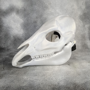May include: A white, articulated animal skull with a detailed jaw and teeth. The skull is made of a smooth, white material and has a slightly iridescent finish.