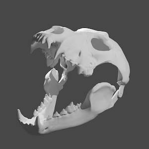 May include: A white, detailed, plastic model of an animal skull with an open jaw, showing teeth. The skull is angled to the left, with the jaw slightly open.