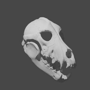 May include: A white plaster cast of a dog skull. The skull is detailed with teeth and bone structure.