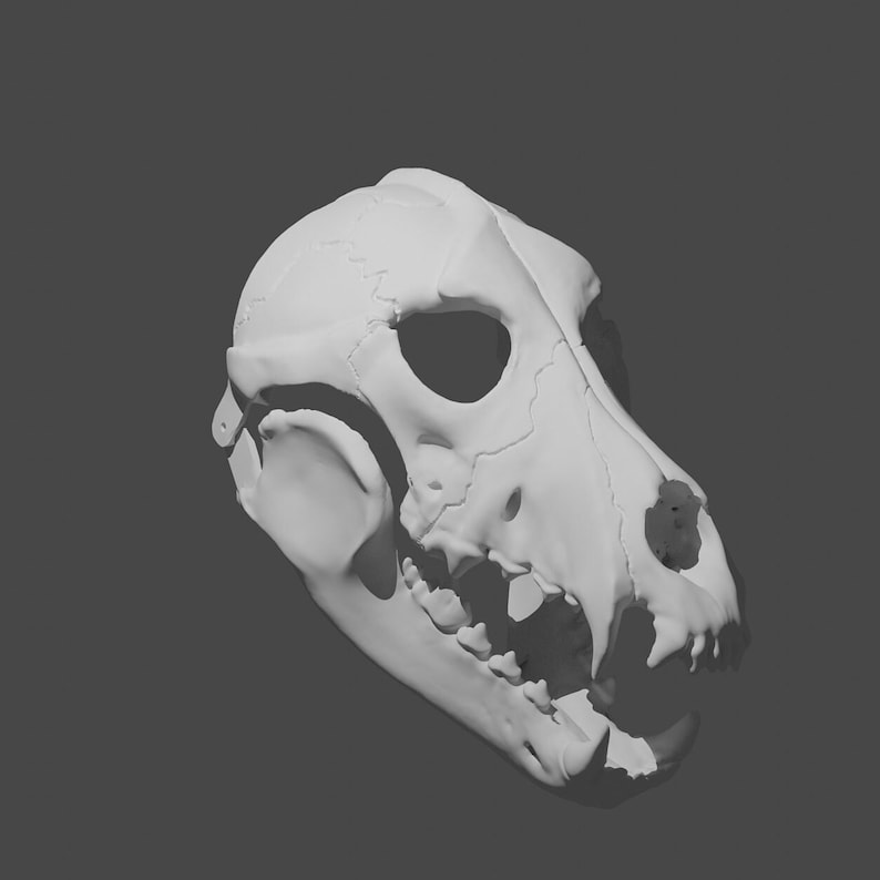 May include: A white plaster cast of a dog skull. The skull is detailed with teeth and bone structure.