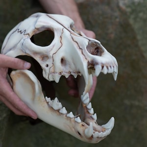 Máscara de calavera de lobo con mandíbula móvil, máscara de calavera de animal, máscara impresa en 3D, máscara de calavera, máscara de cosplay, máscara aterradora, máscara de Halloween