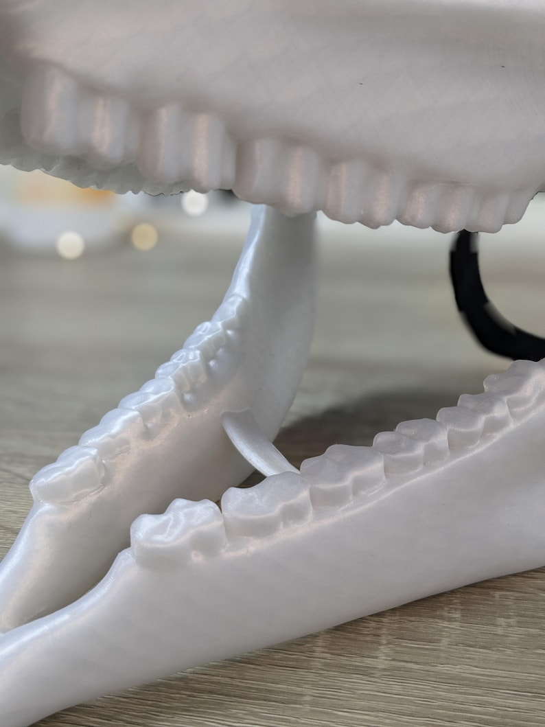 May include: Close-up of a white plastic animal skull with teeth. The skull is open and the teeth are visible.