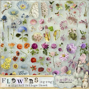 Fiori - 3 fogli di collage digitale - jpg e png - Stampabile, download immediato