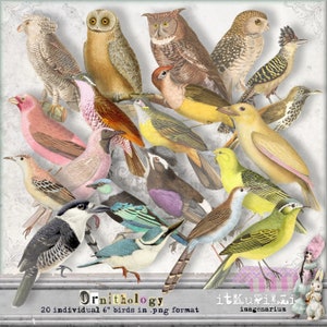 Ornithologie - 20 Große Vogel-Einzelbilder - Scrapbooking, Art Journaling, Digital Art - Printable, sofortiger Download
