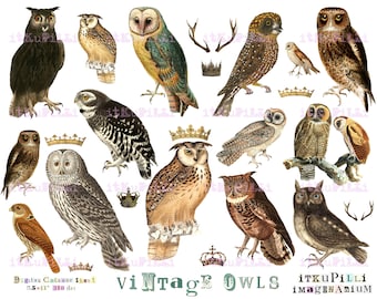 May include: A digital collage sheet featuring vintage illustrations of owls in various poses and colours. The sheet includes crowns, antlers, and the text "Vintage Owls".