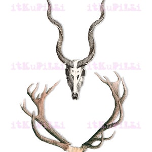 Animal Skulls N Antlers - 12 Individual 6" Png Files - Plus Jpg Digital ...