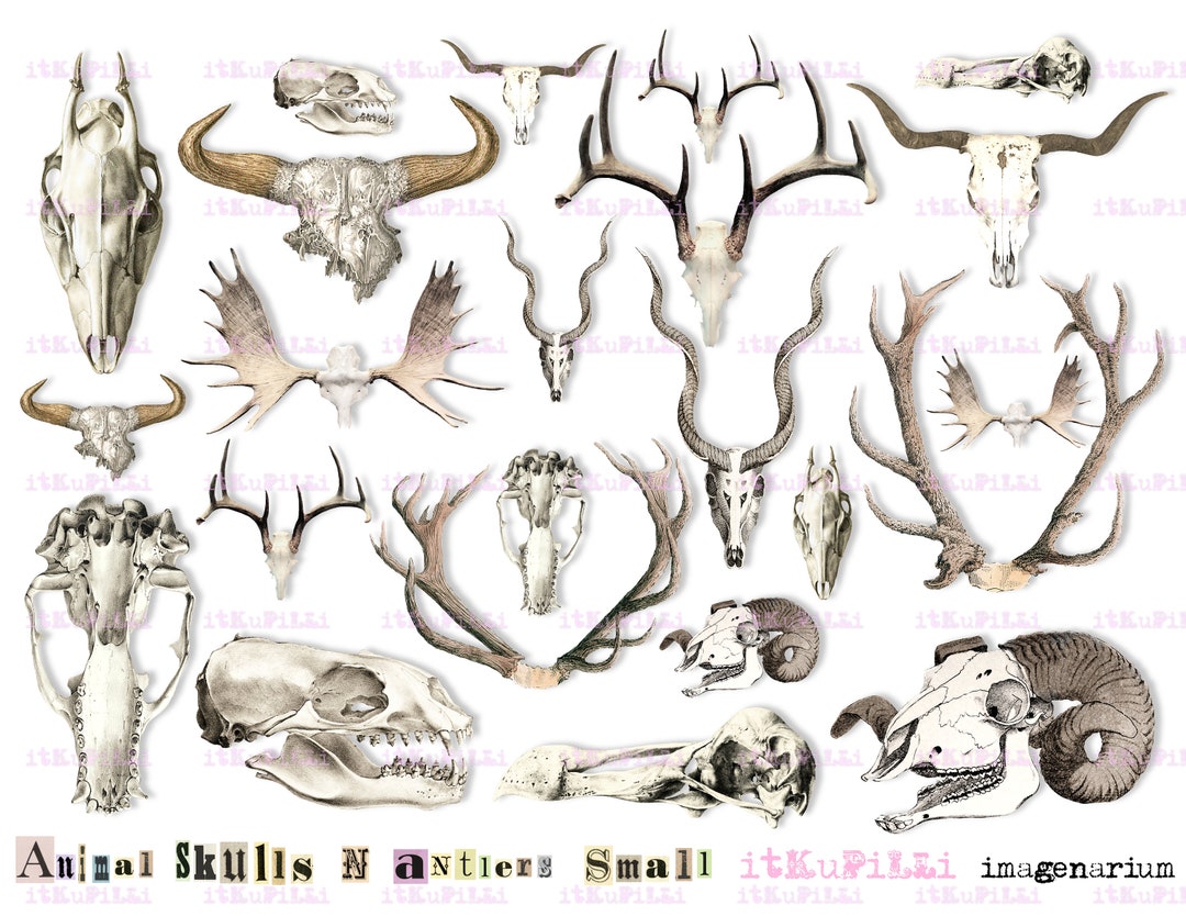 Animal Skulls N Antlers Small - Halloween - ATC ACEO - Digital Collage ...