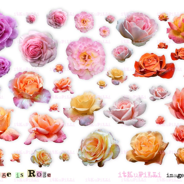 Rose is Rose - Digital Collage Sheet - jpg and png - Printable, instant download